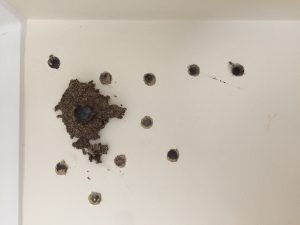 Termite nest treated in a wall at Narangba