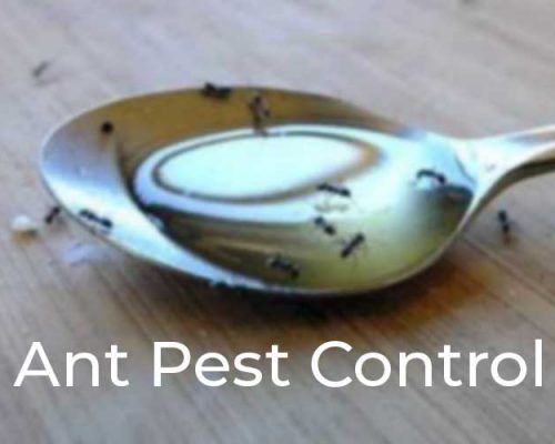 Ant Pest Control Brisbane Northside