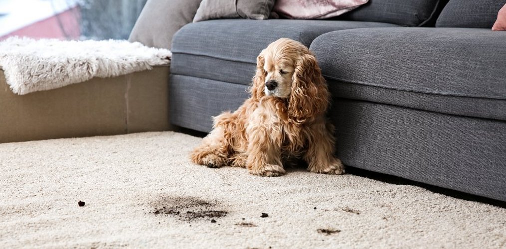 dog sitting on muddy carpet