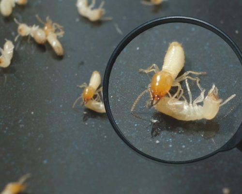 White Ants vs Termites